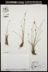 Eleocharis quinqueflora image