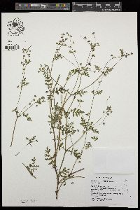 Eucrypta chrysanthemifolia var. bipinnatifida image