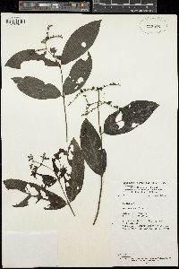 Image of Bertiera breviflora