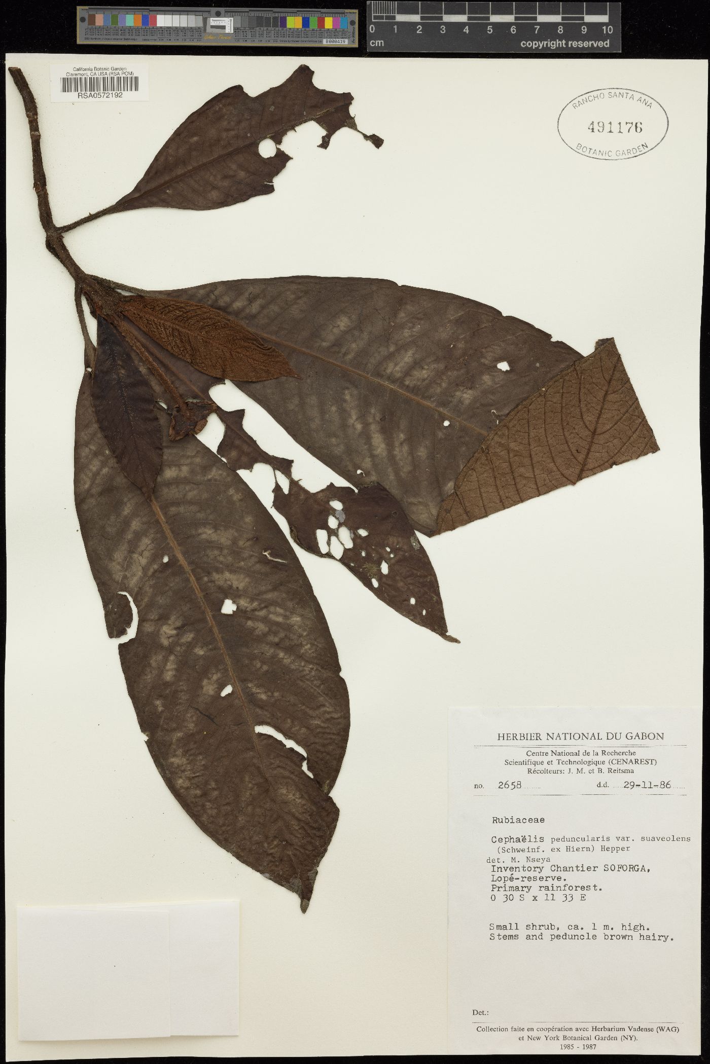 Psychotria mildbraedii image