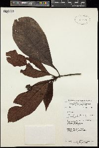 Image of Psychotria mildbraedii