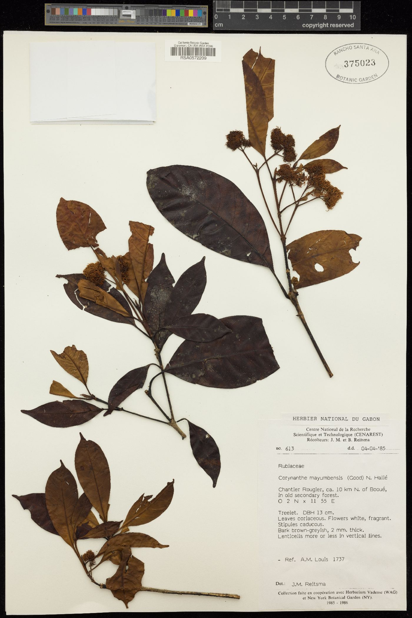 Corynanthe mayumbensis image