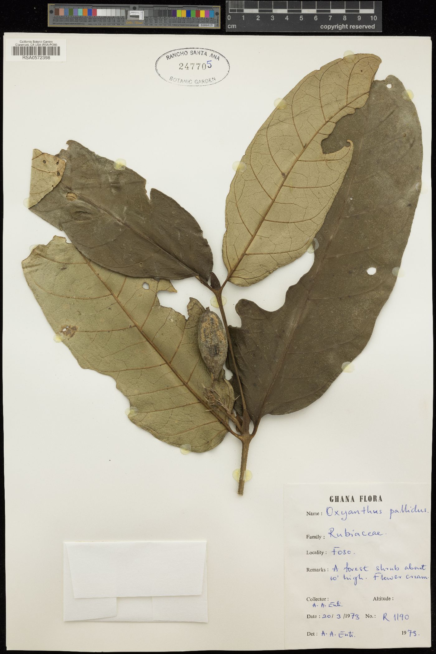 Oxyanthus pallidus image