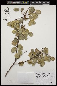 Rhamnus ilicifolia image