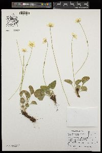 Parnassia cirrata var. intermedia image