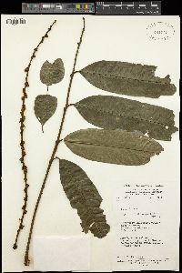 Image of Chytranthus angustifolius