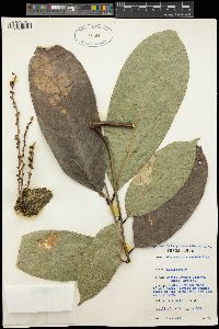 Chytranthus macrobotrys image