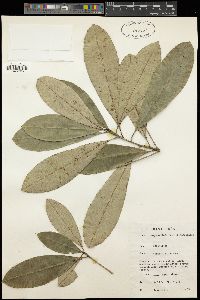 Image of Englerophytum oblanceolatum