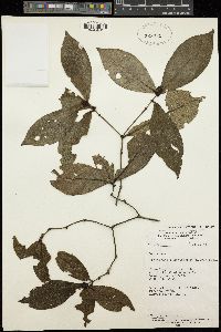 Pauridiantha setiflora image