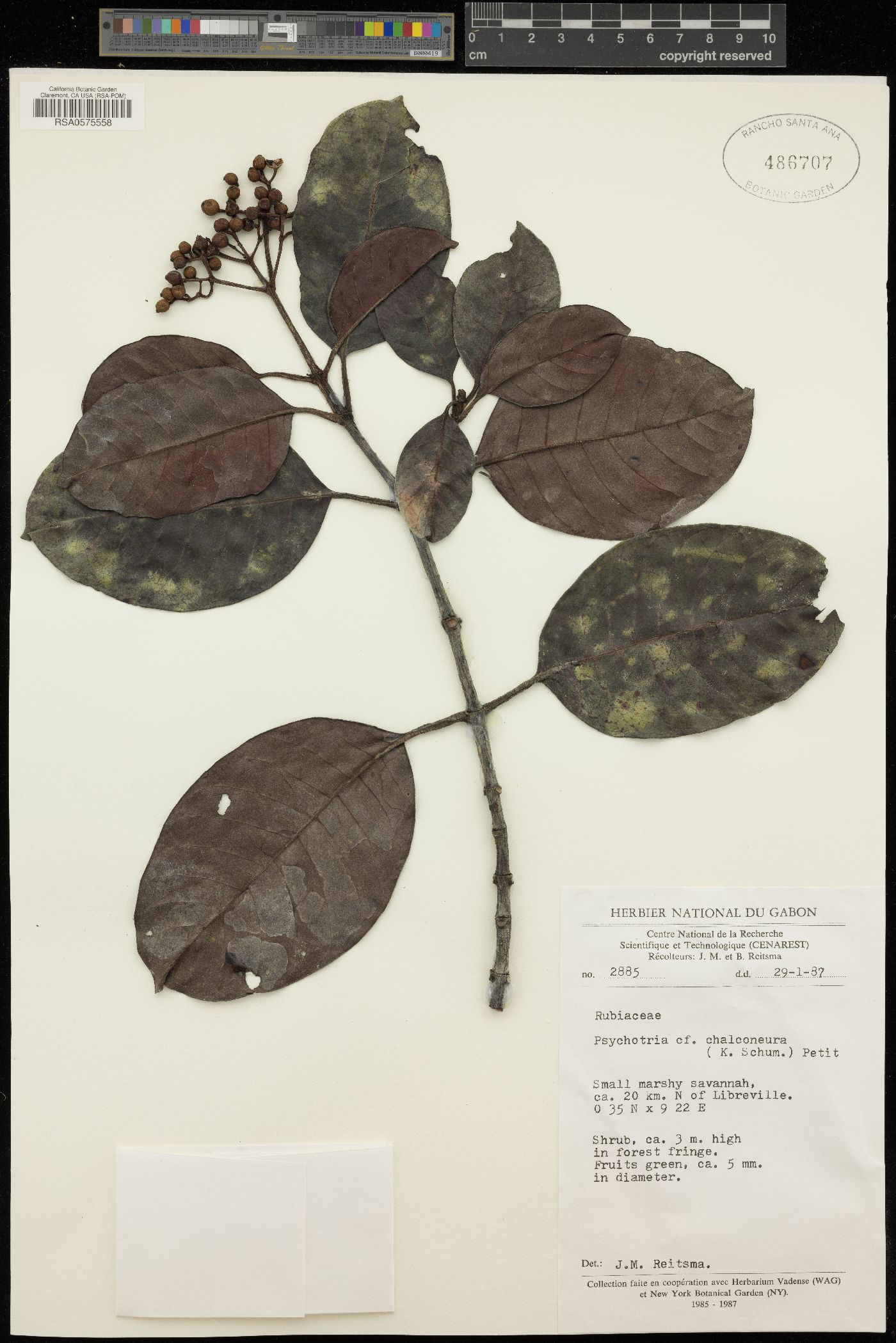 Psychotria chalconeura image