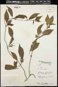 Image of Sabicea venosa