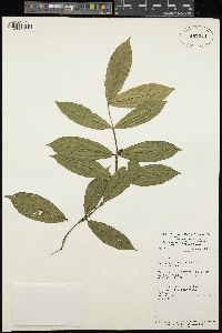Image of Tricalysia sylvae