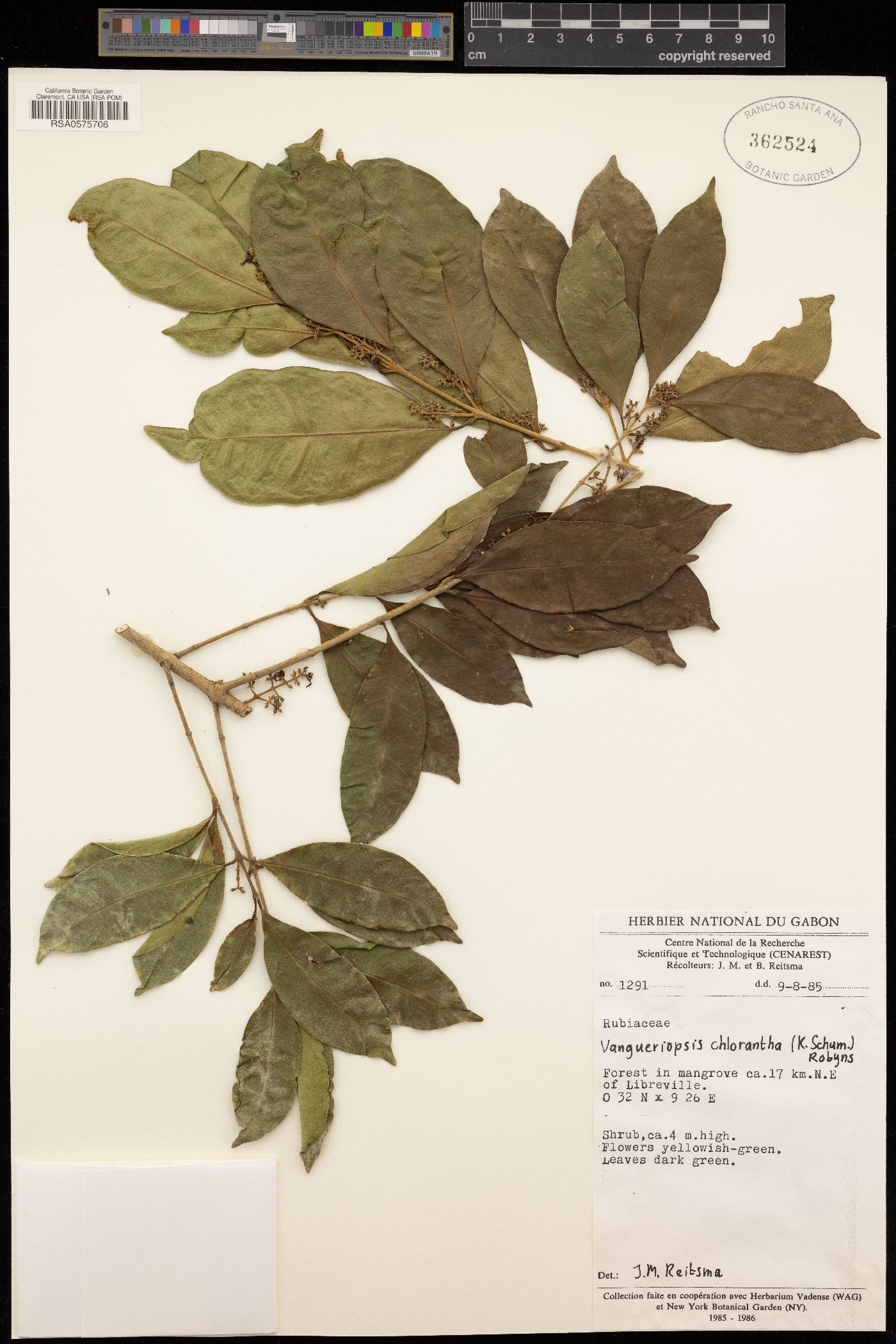 Vangueriella chlorantha image