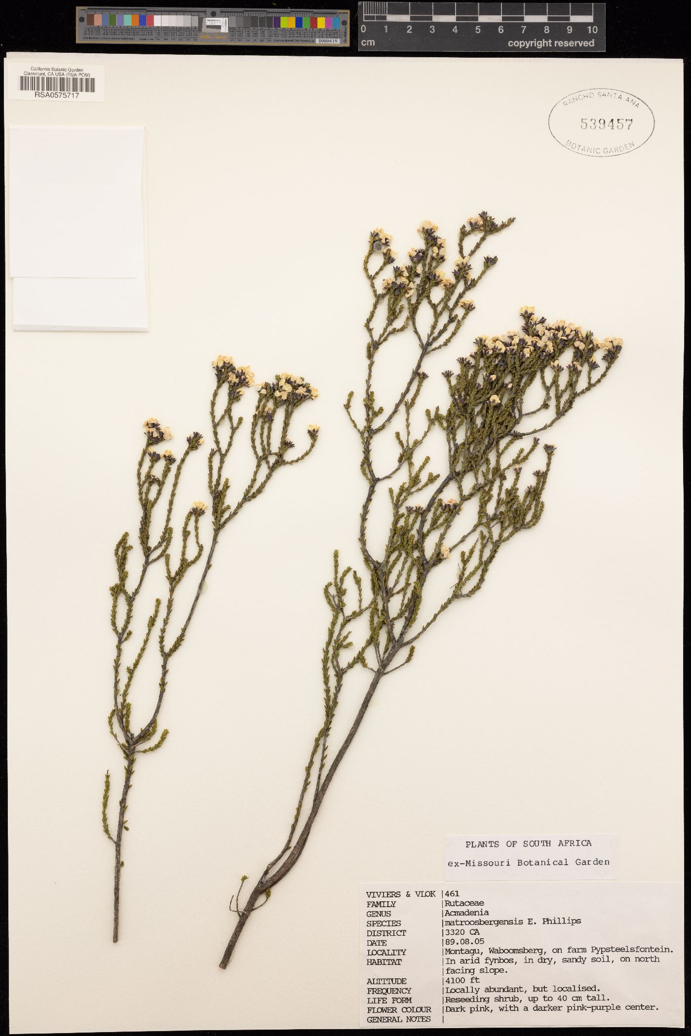 Acmadenia matroosbergensis image