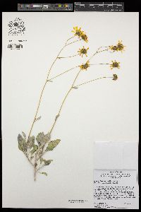 Encelia farinosa image