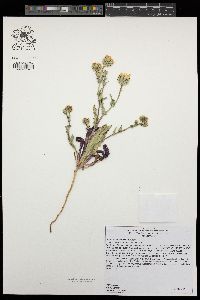 Malacothrix coulteri image