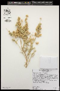 Atriplex canescens var. canescens image