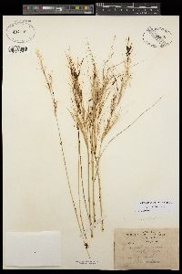 Stipa pulchra image