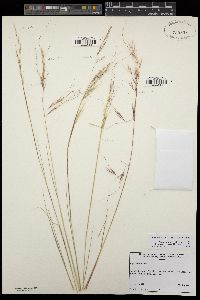 Stipa lepida image