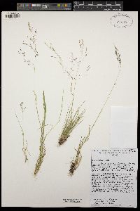 Agrostis idahoensis image