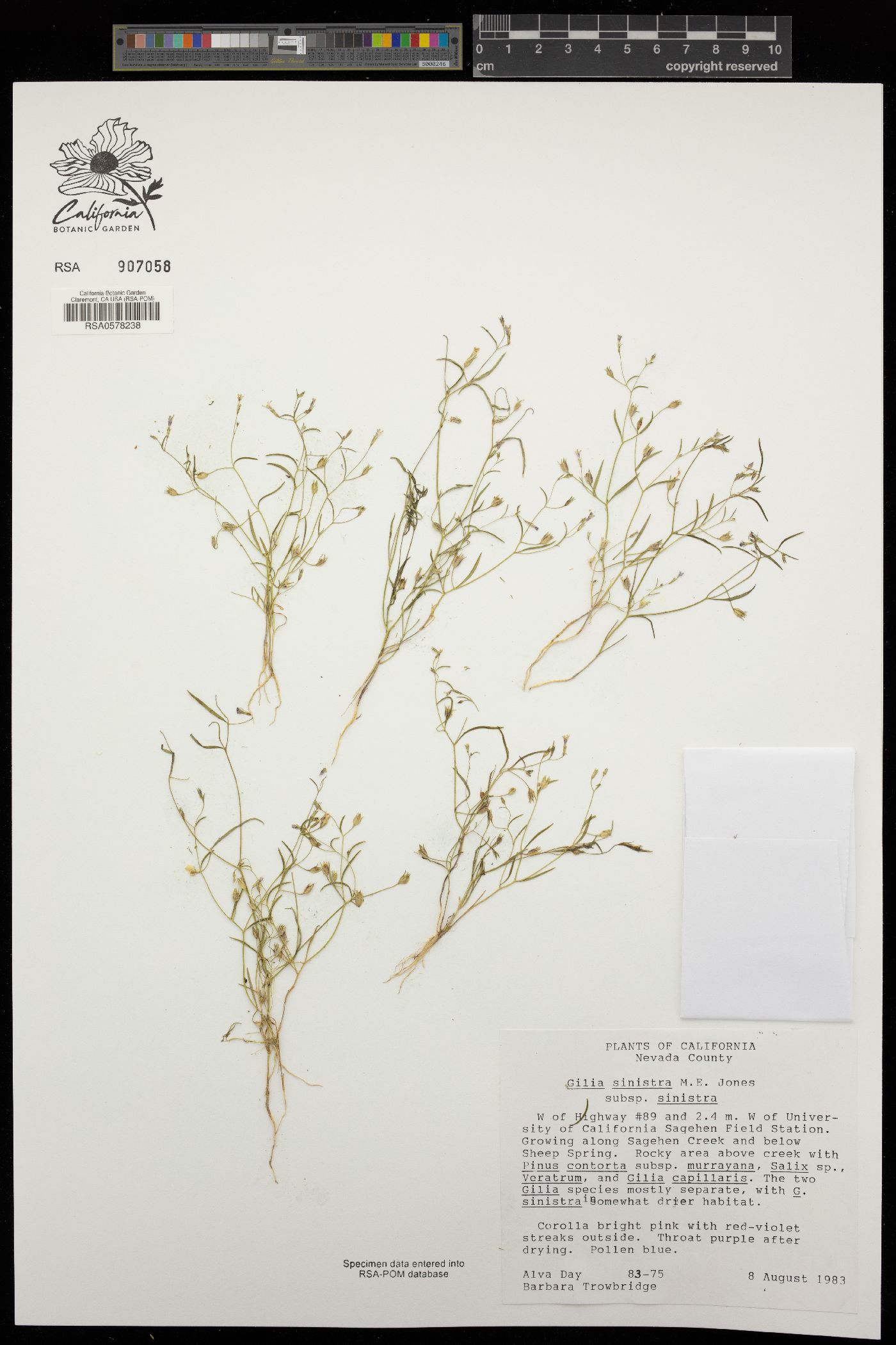 Gilia sinistra subsp. sinistra image