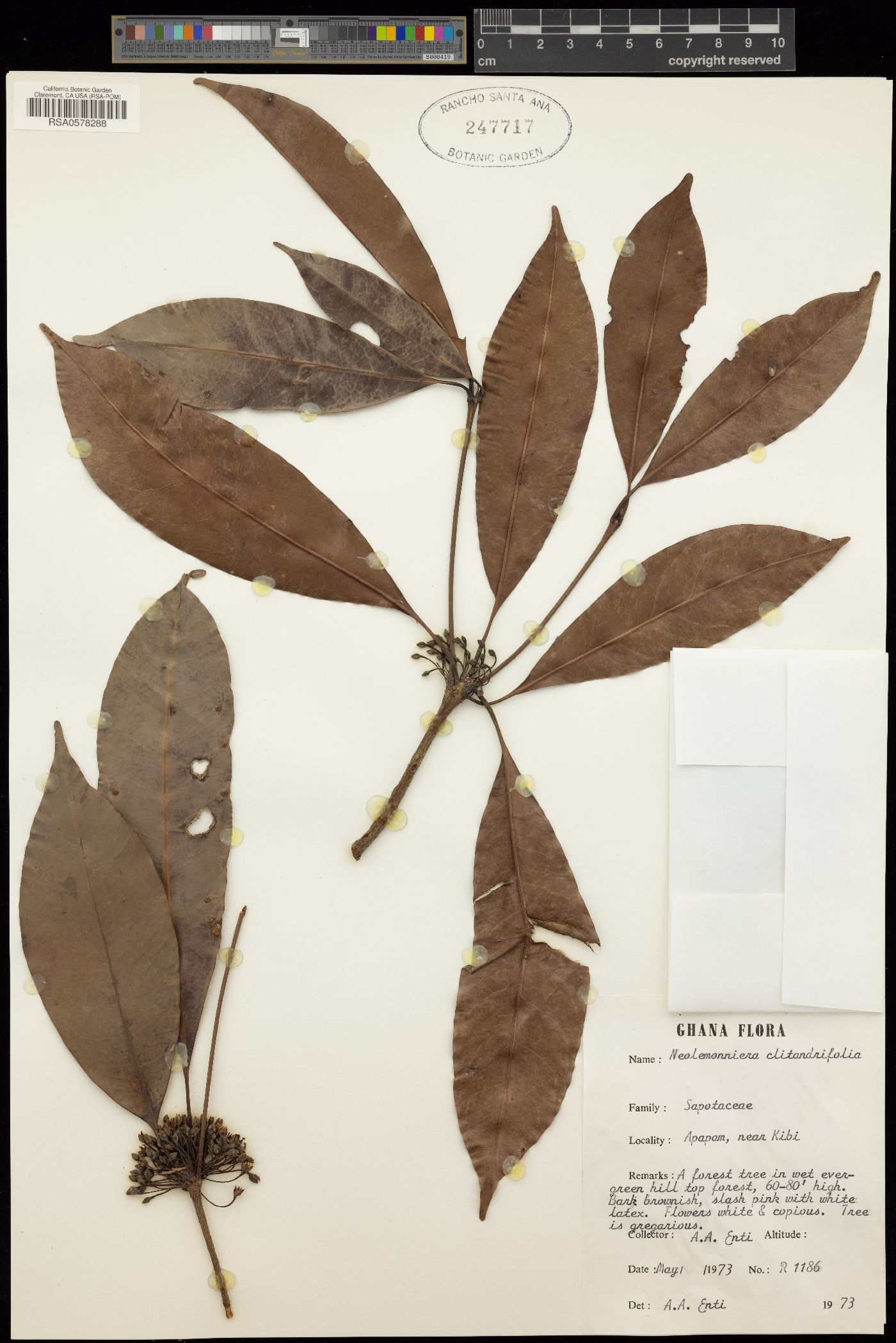 Neolemonniera clitandrifolia image