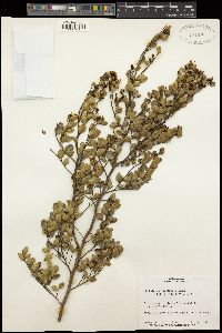 Image of Leptolaena pauciflora