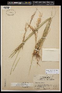 Stipa pulchra image