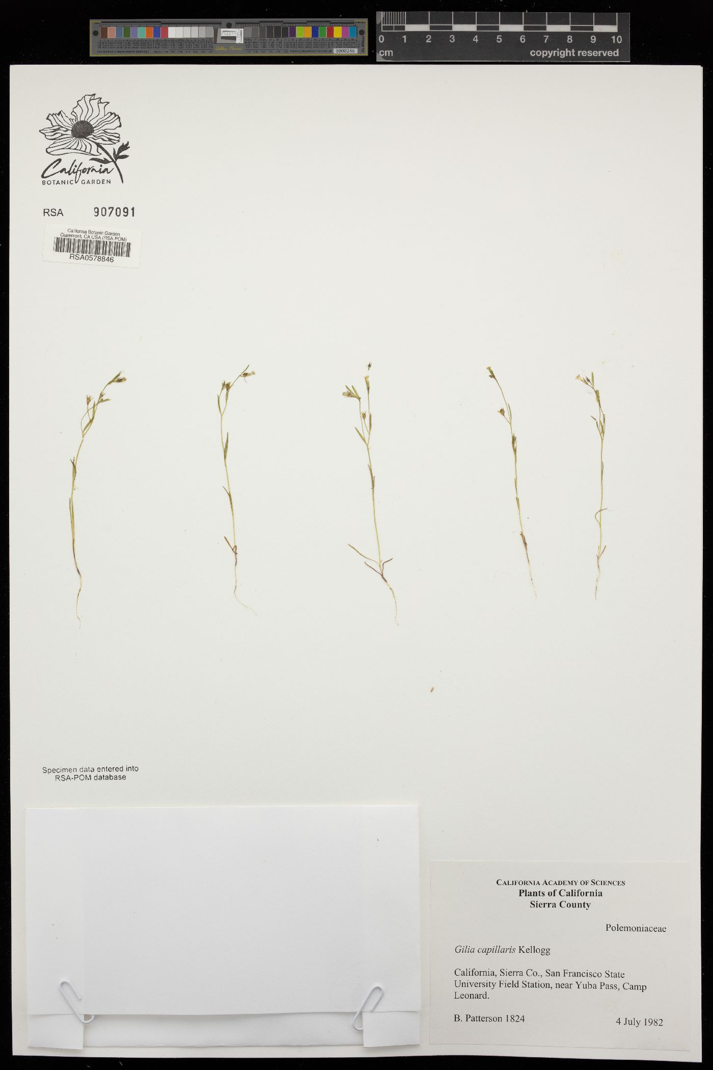 Gilia capillaris image