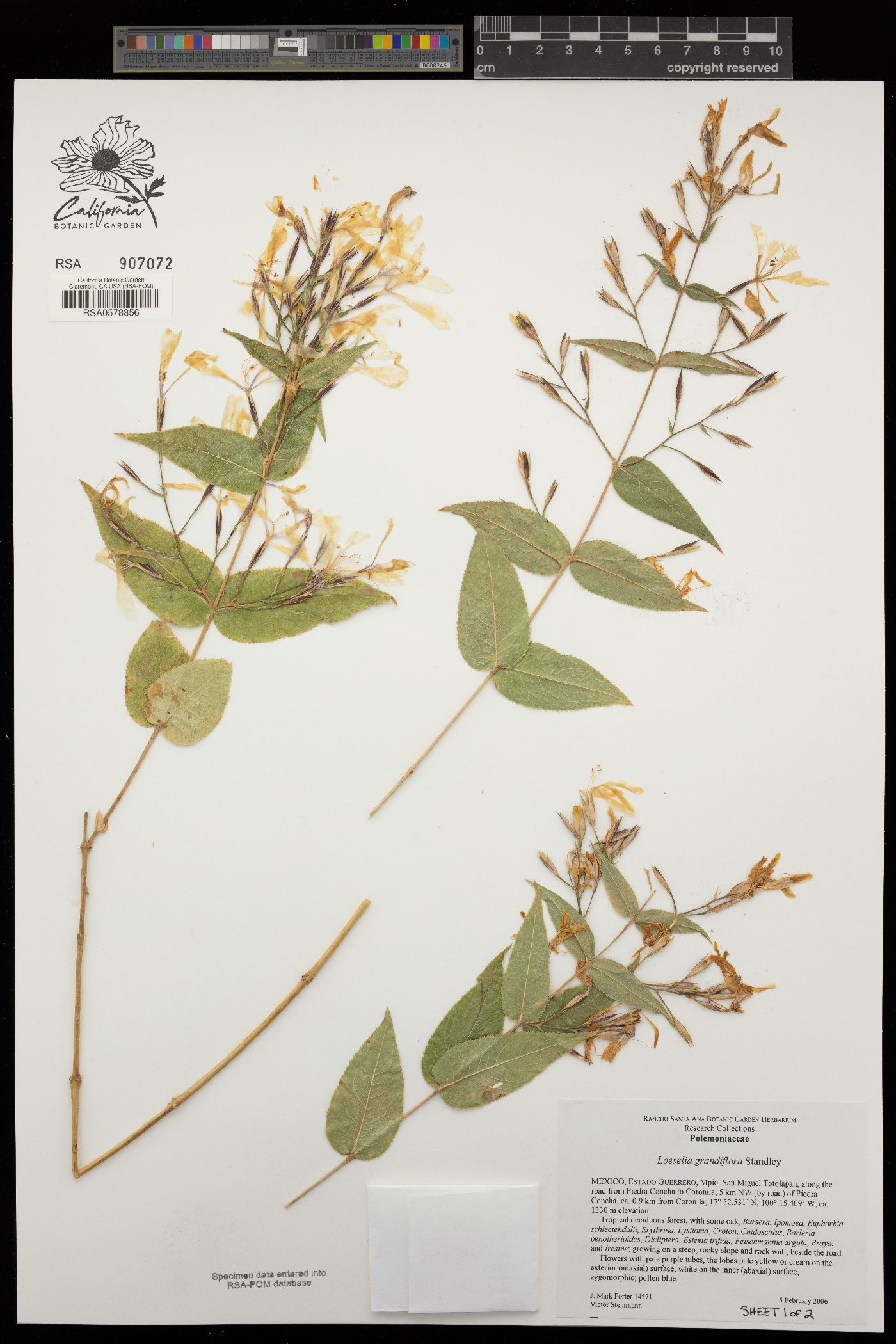 Loeselia grandiflora image