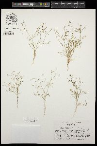 Gilia sinistra subsp. sinistra image