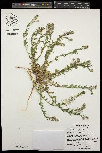 Lepidium heterophyllum image