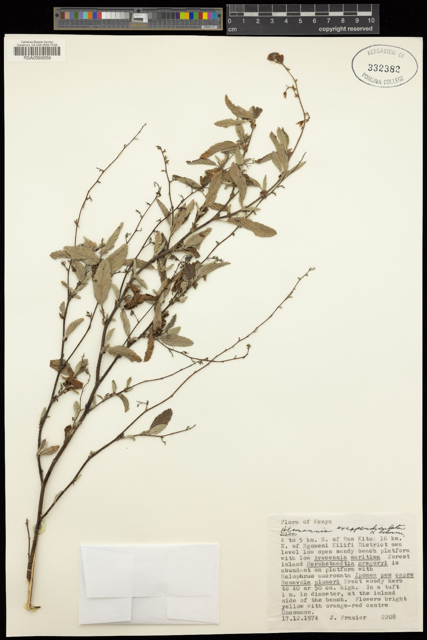 Hermannia exappendiculata image