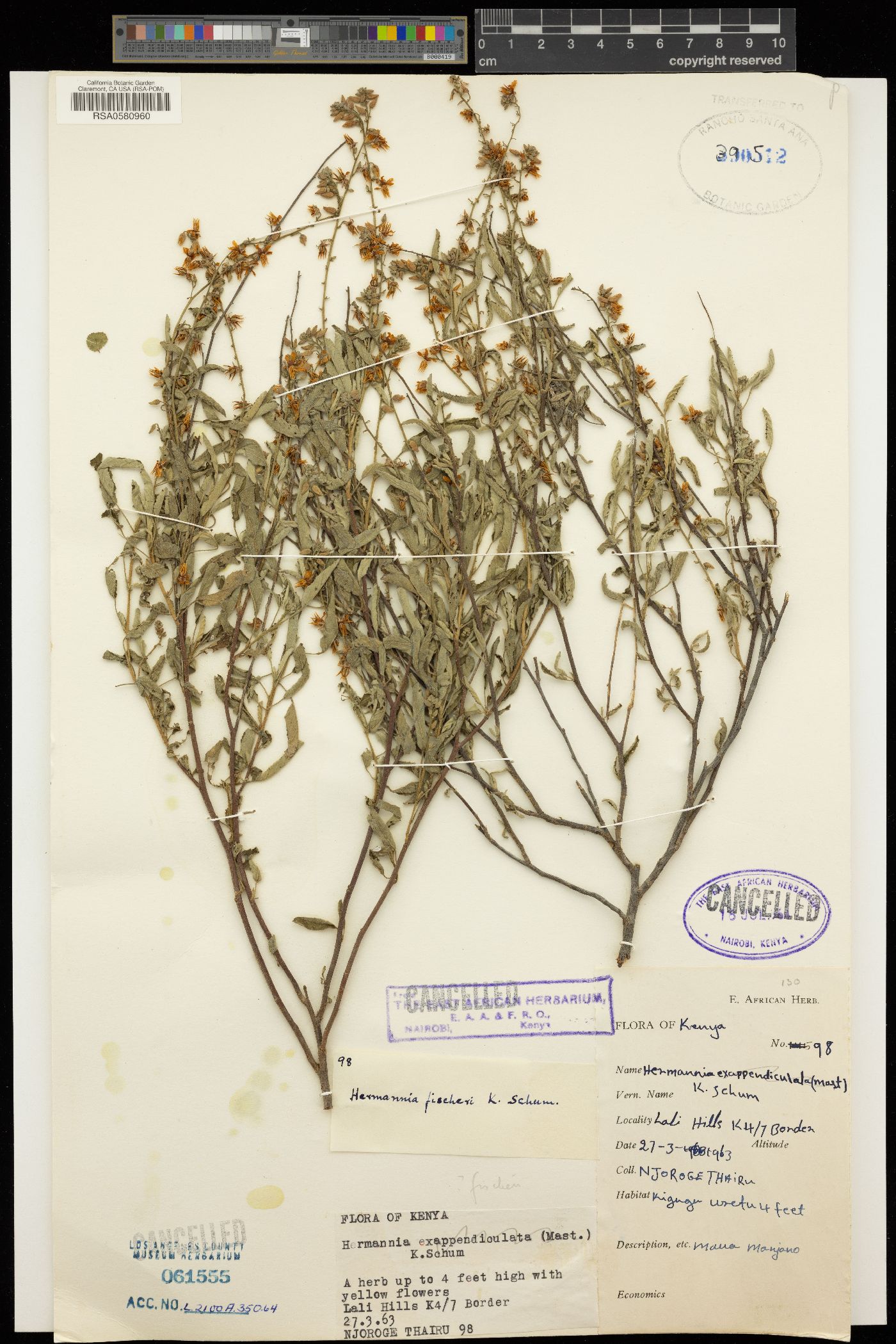 Hermannia fischeri image