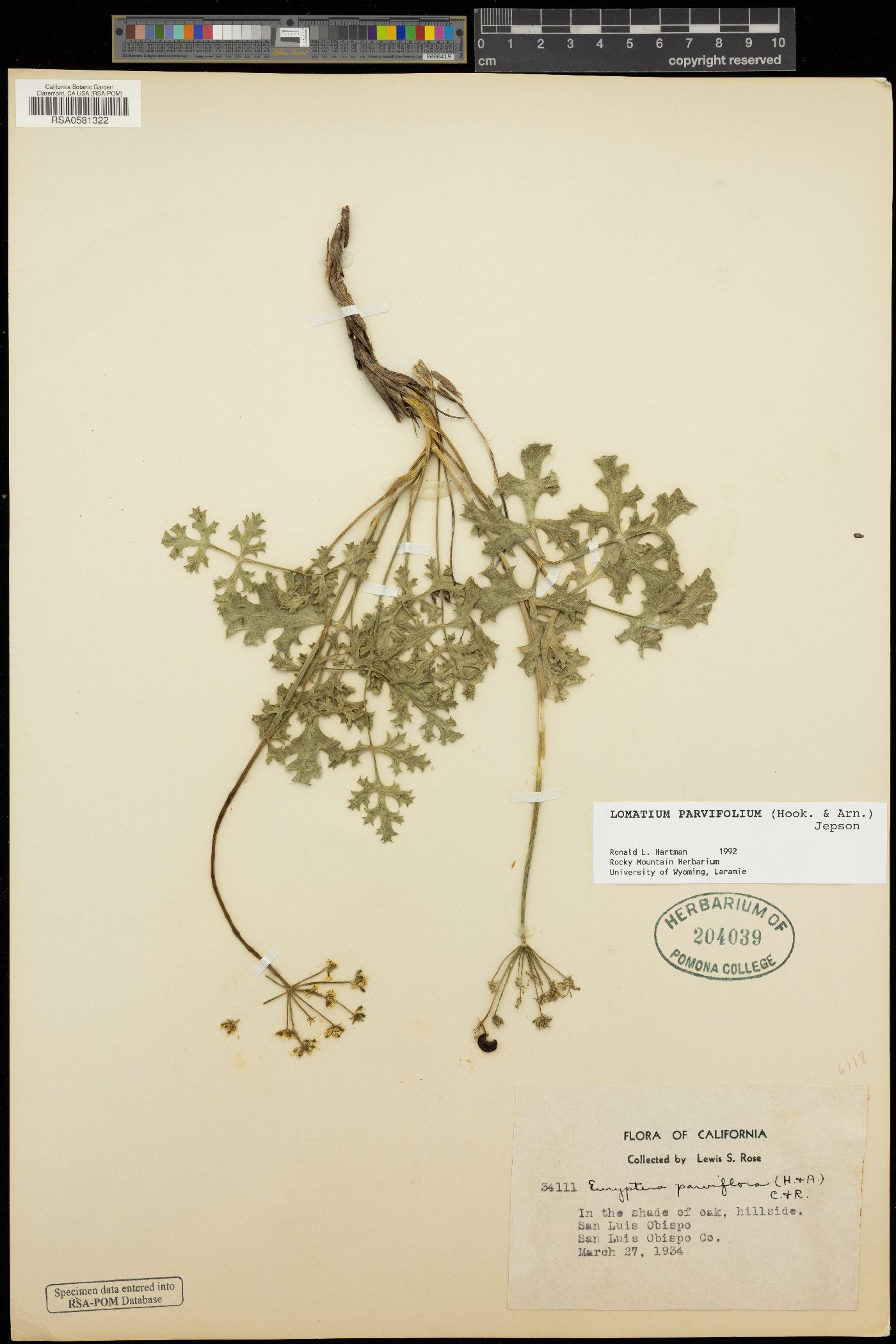 Lomatium parvifolium image