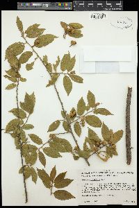 Grewia carpinifolia image