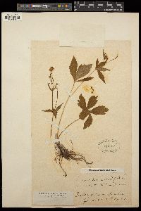 Ranunculus aconitifolius image