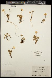 Image of Ranunculus alpestris