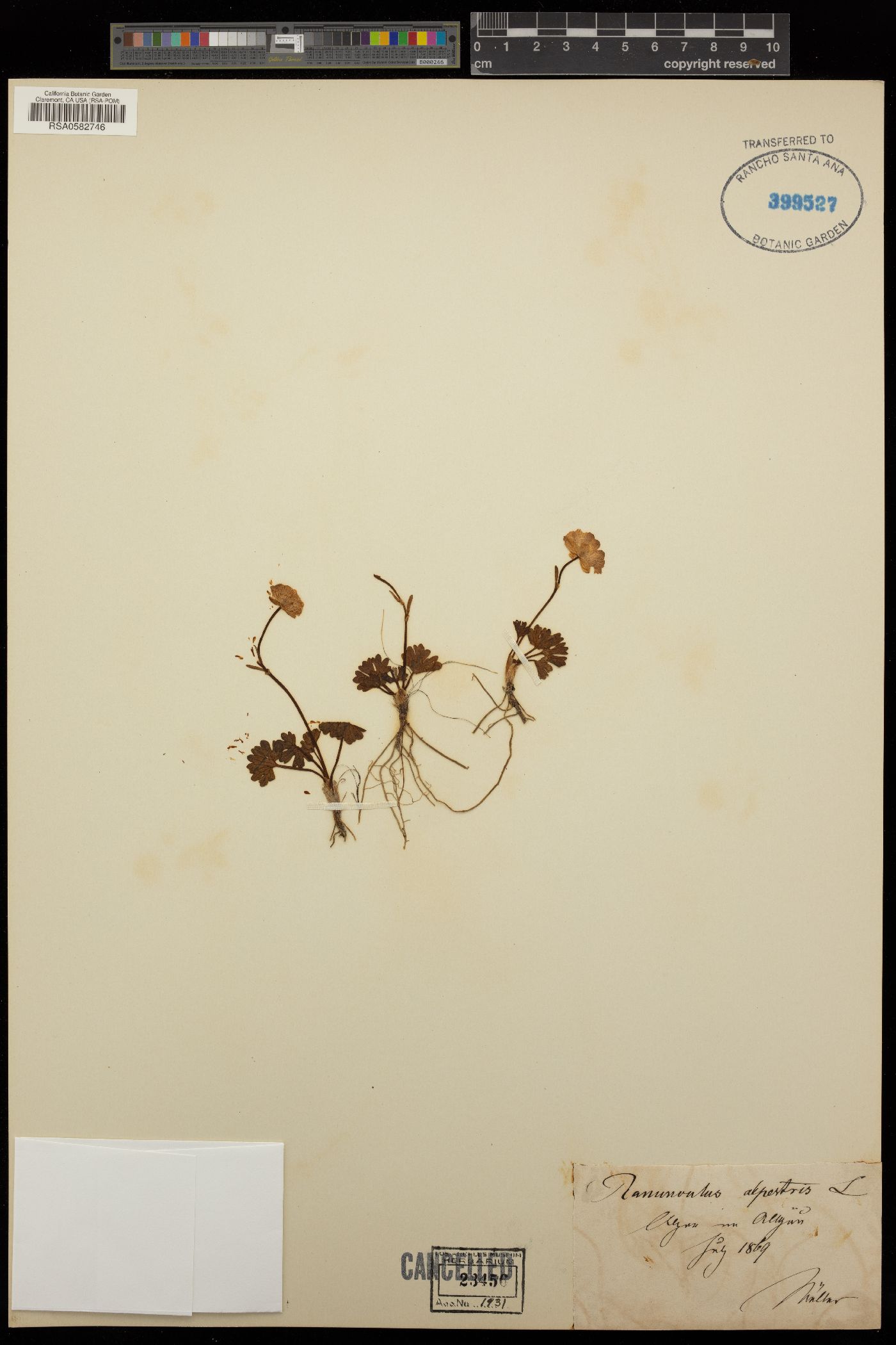 Ranunculus alpestris image