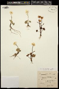 Ranunculus alpestris image