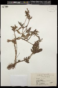 Ranunculus chinensis image
