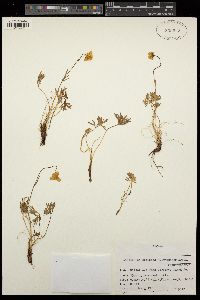Ranunculus demissus image