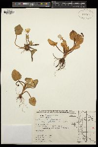 Ficaria verna subsp. calthifolia image