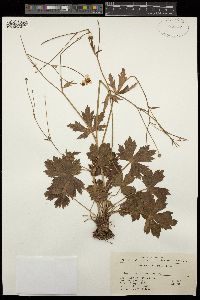 Ranunculus japonicus image
