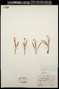 Ranunculus pyrenaeus image