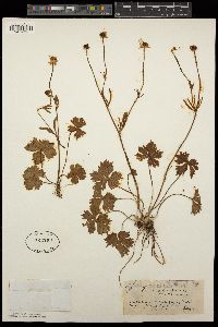 Image of Ranunculus breyninus