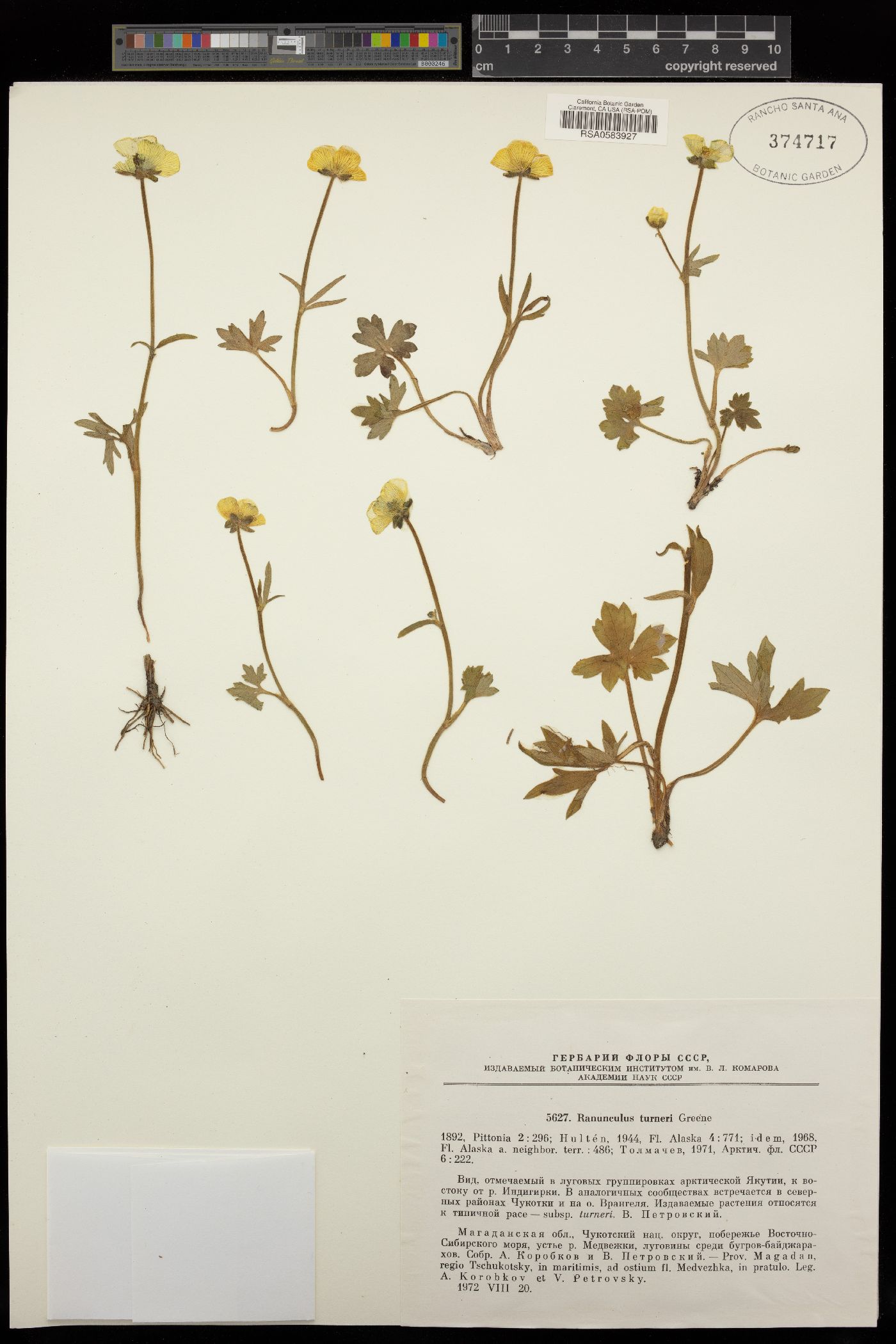 Ranunculus turneri image
