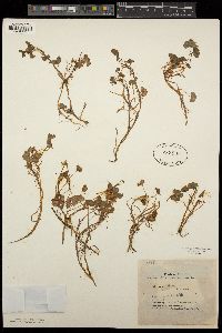 Ranunculus hederaceus image