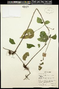 Image of Laportea ovalifolia