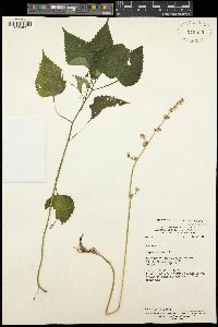 Laportea ovalifolia image
